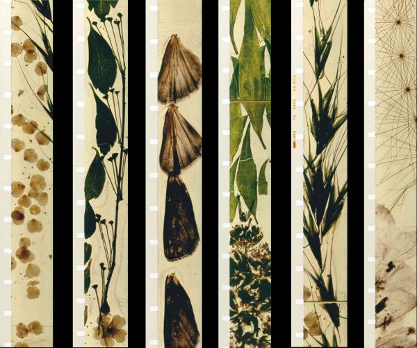 Mothlight (Стэн Брэкидж, 1963)